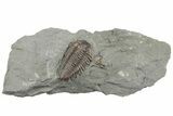 Flexicalymene Trilobite - Mt Orab, Ohio #199456-1